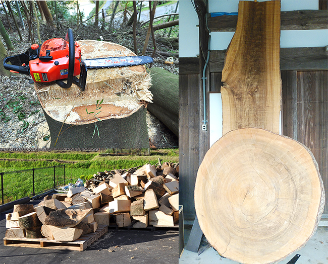 伐採作業後に出る大木の製材も始めました。